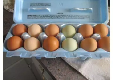 Fresh Organic Free Range Chicken Eggs